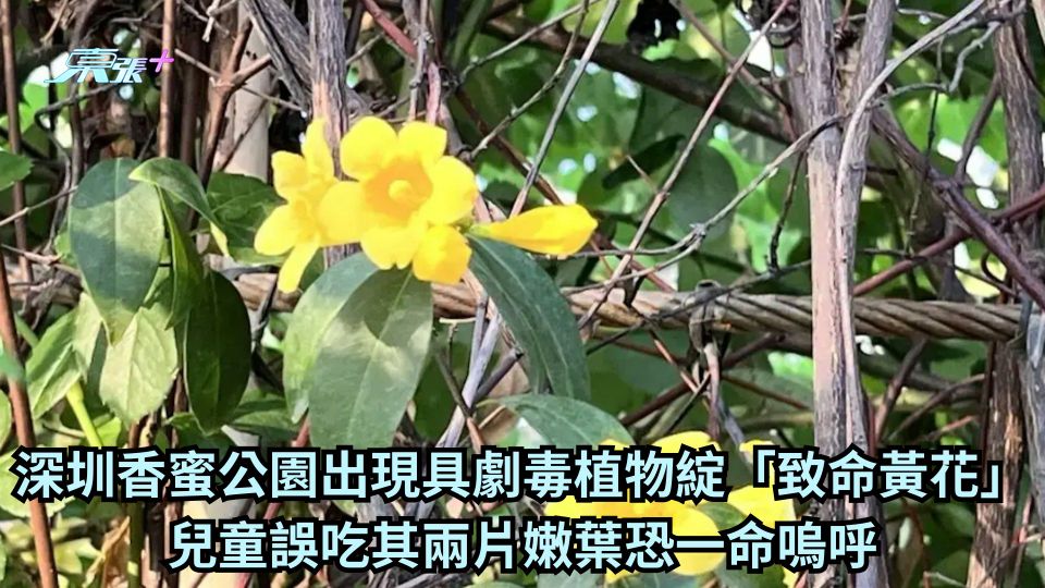 深圳香蜜公園出現具劇毒植物綻「致命黃花」 兒童誤吃其兩片嫩葉恐一命嗚呼