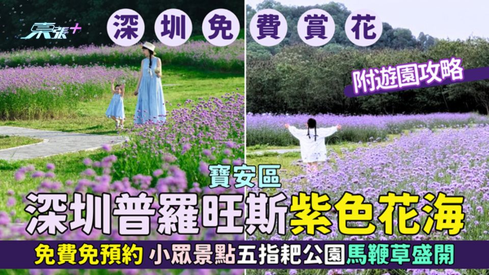 寶安區｜深圳普羅旺斯紫色花海🌸免費免預約🌺五指耙公園馬鞭草盛開📸附遊園攻略
