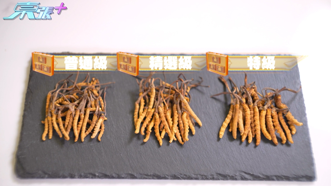 店員Connie訪問時表示：「如果第一次食蟲草，可以先揀普通級，性價比高；如果自己食想揀好啲，大條啲，可以揀精選級；如果送禮，就建議揀這款大條、色澤金黃的特級款！」