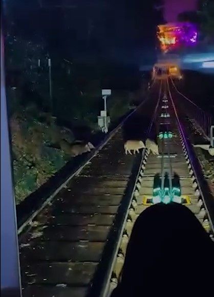 山頂纜車遇野豬BB「學行」阻路