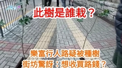 有片｜觀眾報料 樂富行人路突然冒出一棵樹 街坊驚訝：有人想收買路錢？