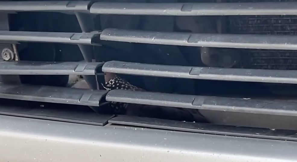 港車主泵把離奇藏「咕姑固」惹熱議　珠頸斑鳩竟是受保護動物