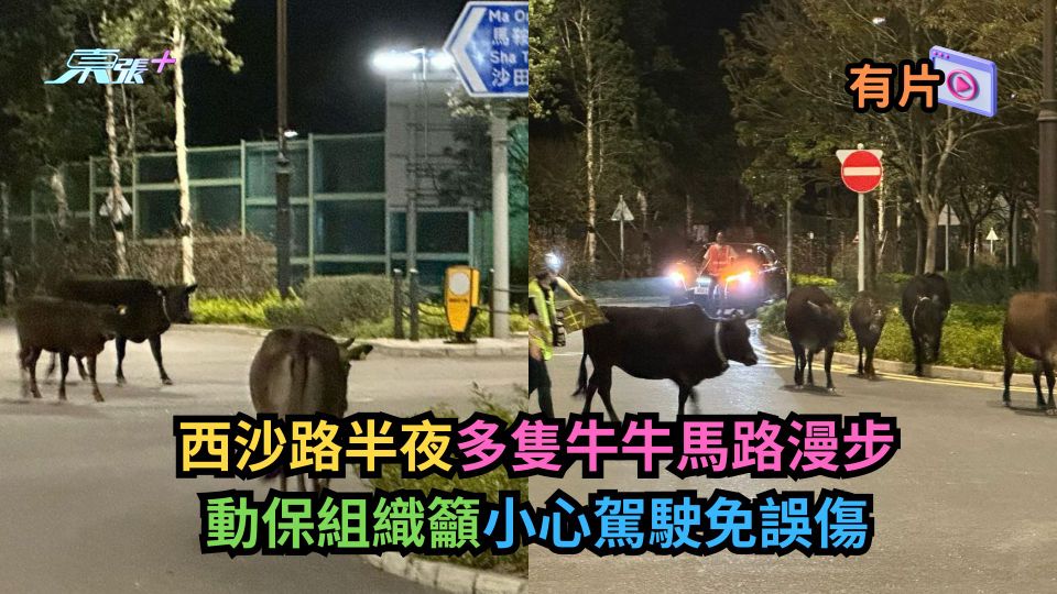 有片｜西沙路半夜多隻牛牛馬路漫步　動保組織籲小心駕駛免誤傷