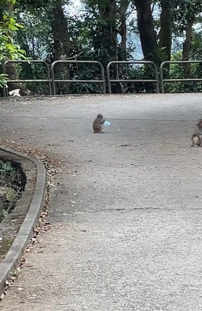 港人城門水塘行山遇馬騮搶食，結果中伏搶錯狗屎當場「灰爆」。
