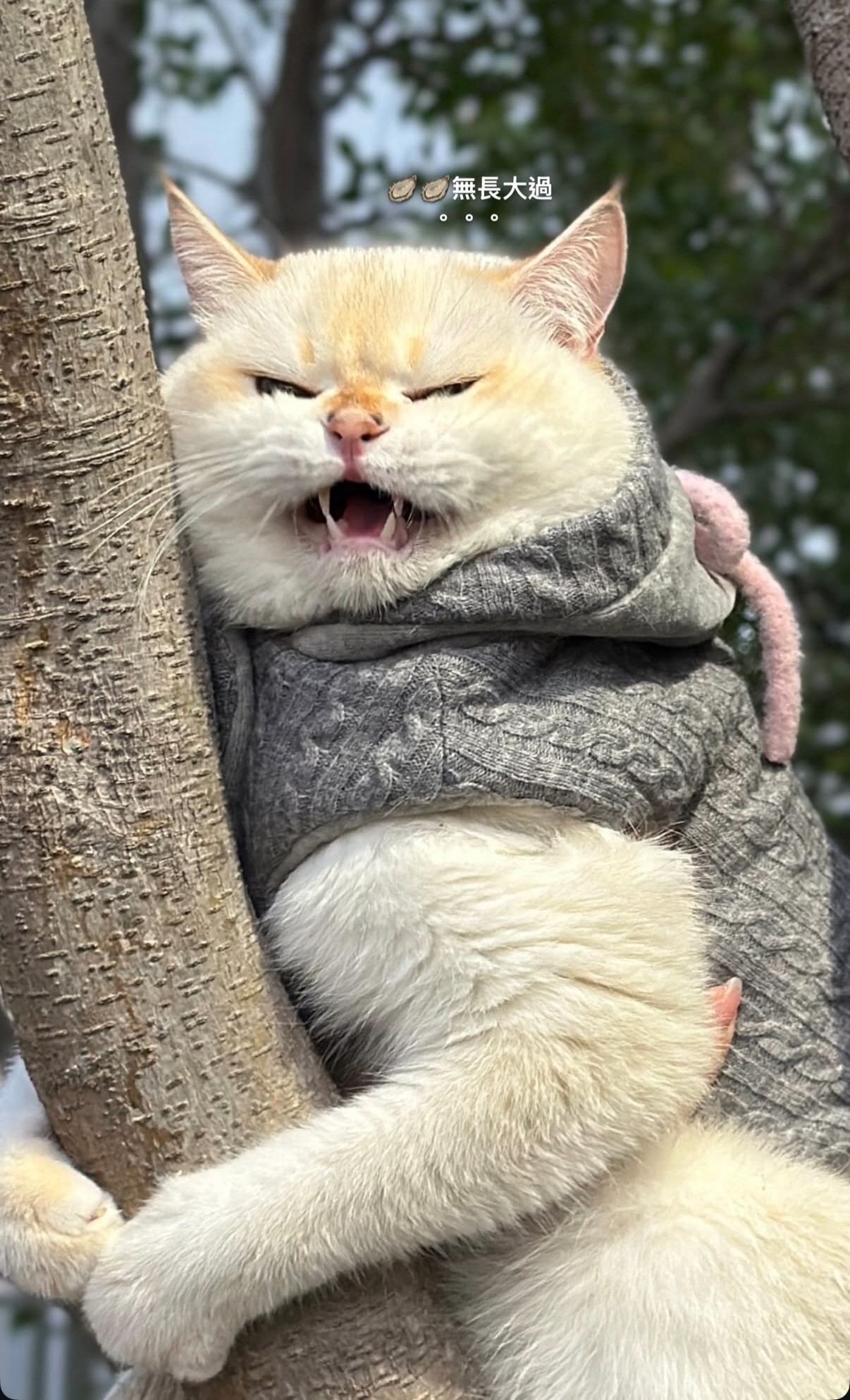該張照片的原始限時動態配上「體驗跳樓機」、「無長大過」等字句