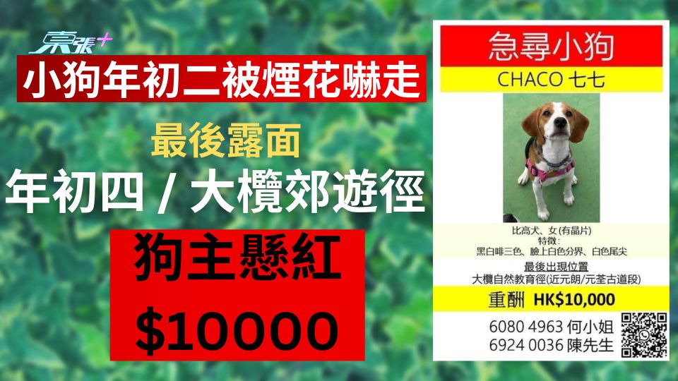 小狗「七七」年初二被煙花嚇走 狗主懸紅$10000尋愛犬