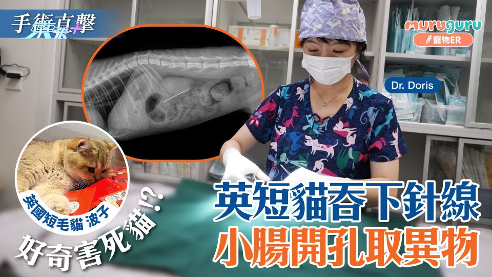 寵物救急｜英短貓吞下針線  小腸開孔取異物