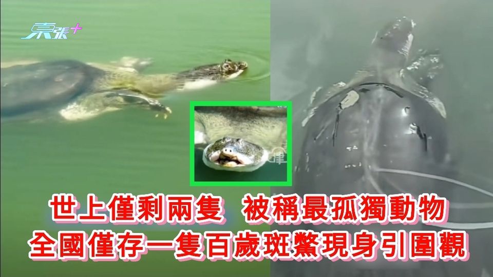 世上僅剩兩隻 被稱最孤獨動物 全國僅存一隻百歲斑鱉現身引圍觀