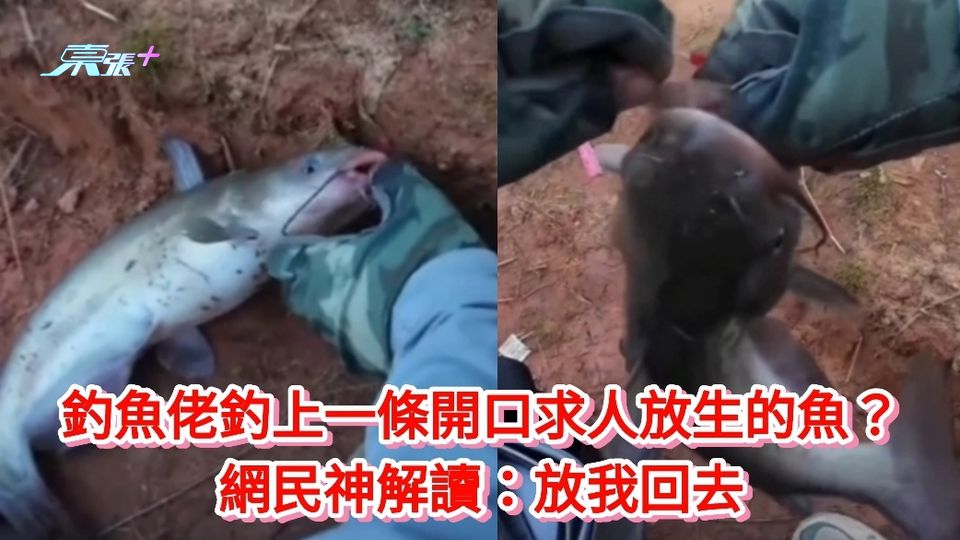 有片瘋傳|釣魚佬釣上一條開口求人放生的魚？ 網民神解讀：放我回去