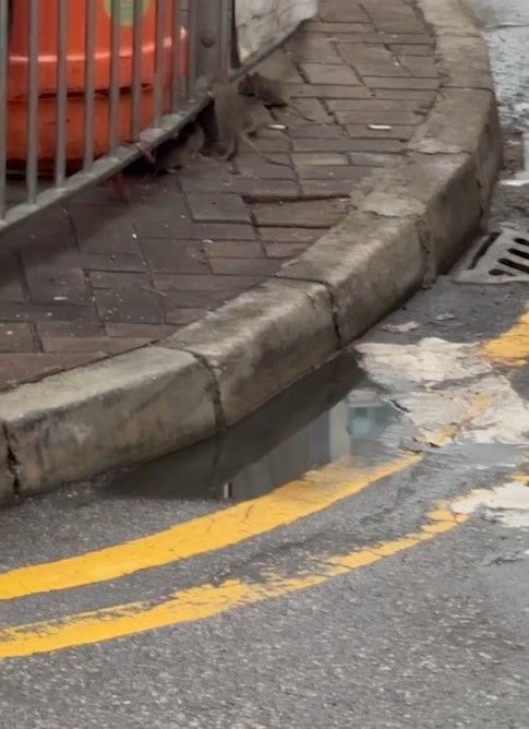 大埔街頭驚變「迪士尼樂園」嚇怕街坊