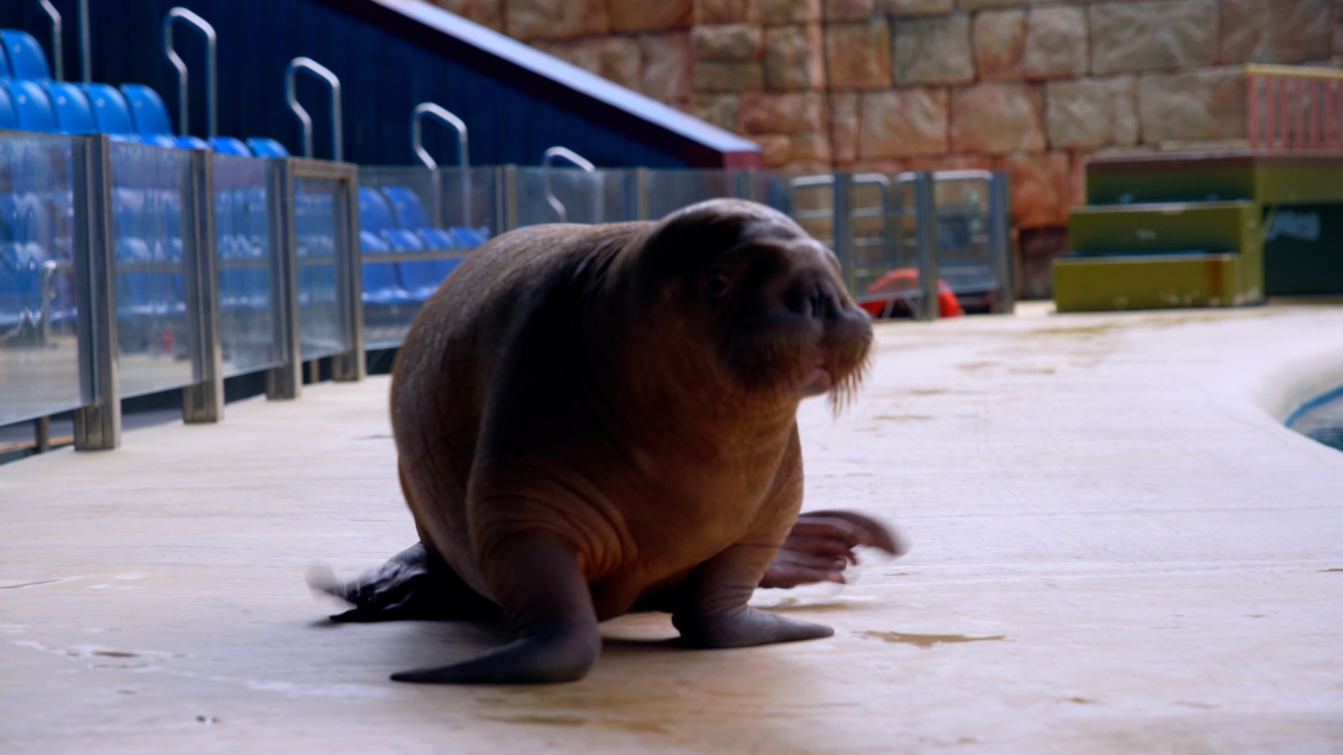  肥嘟嘟的海象「喔喔」，近期在內地爆紅，別看牠現在精靈活潑，原來剛剛出生時，曾經命懸一線！
