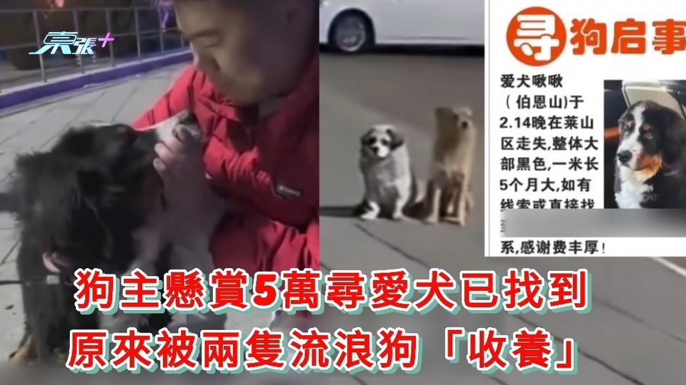 有片|狗主懸賞5萬尋愛犬已找到 原來被兩條流浪狗「收養」
