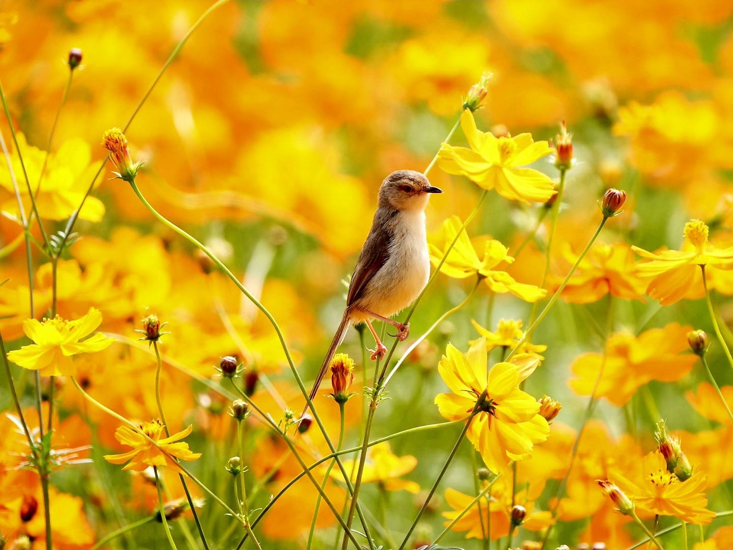 可能是蜂鳥、草地鷚和大自然的圖像