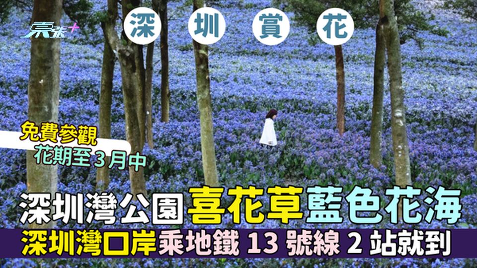 深圳賞花｜免費參觀深圳灣公園藍色花海🌸正值花期🌺｜深圳灣口岸乘地鐵13號線🚃2站就到📸