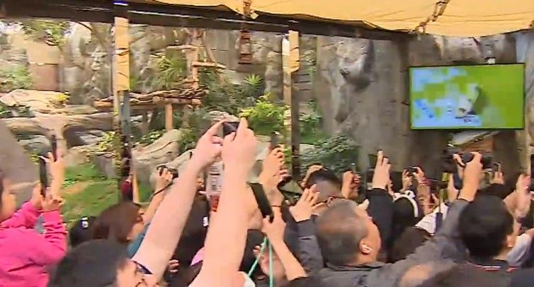 大熊貓兩姊弟正式與公眾見面