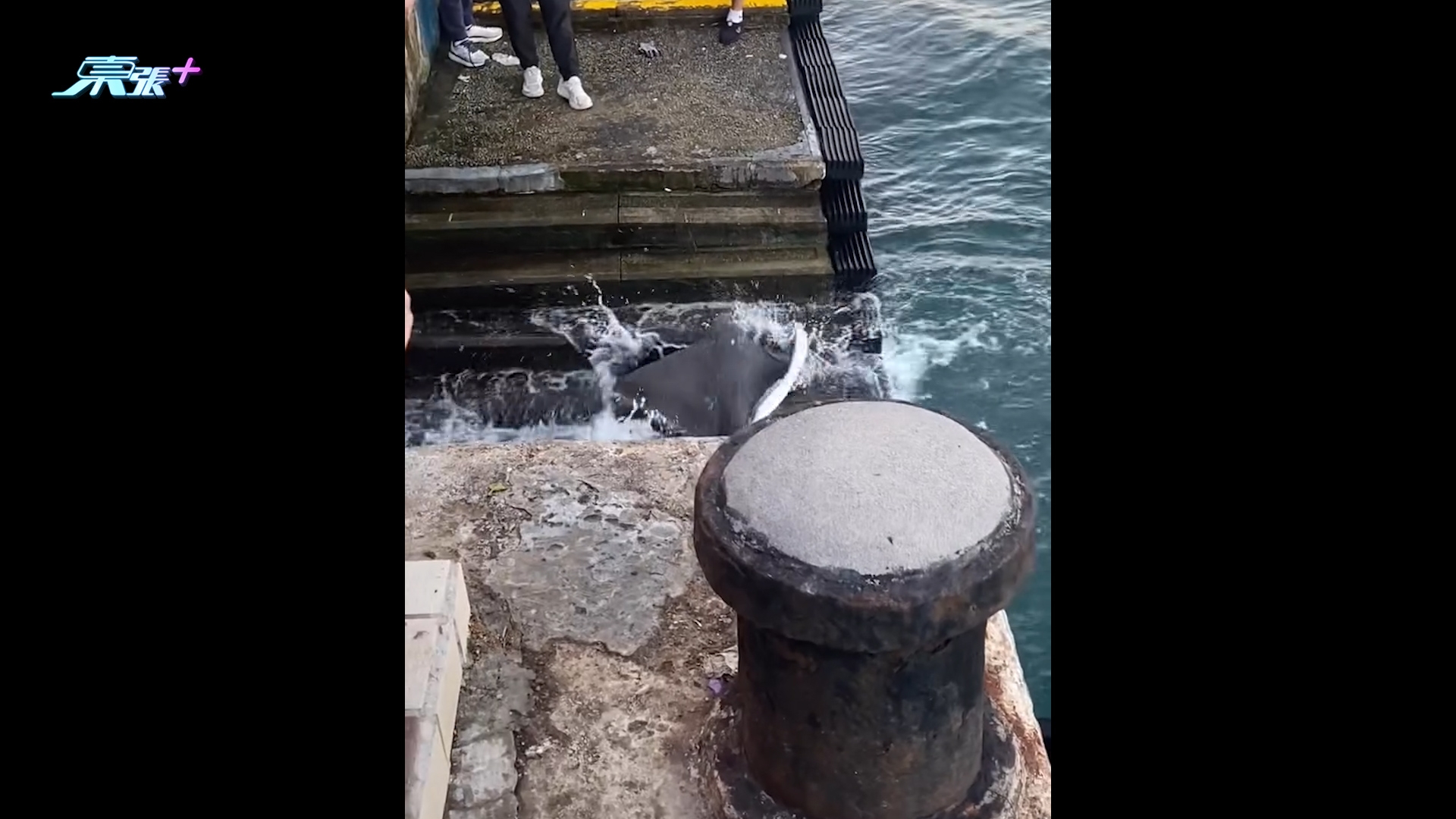 鯉景灣海傍現魔鬼魚罕見「拍翼」掙扎　市民驚呼：尾針有毒勿近身