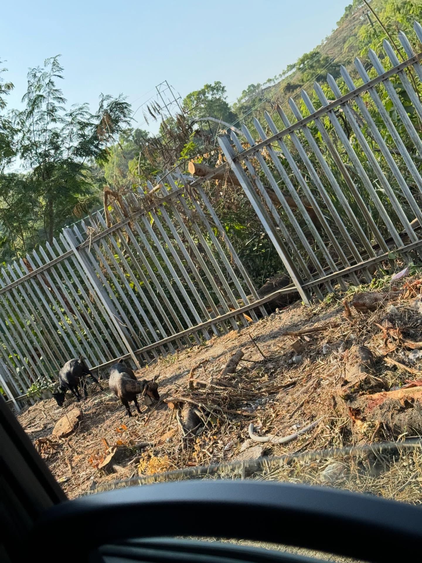 香港有「羊咩咩」出沒！