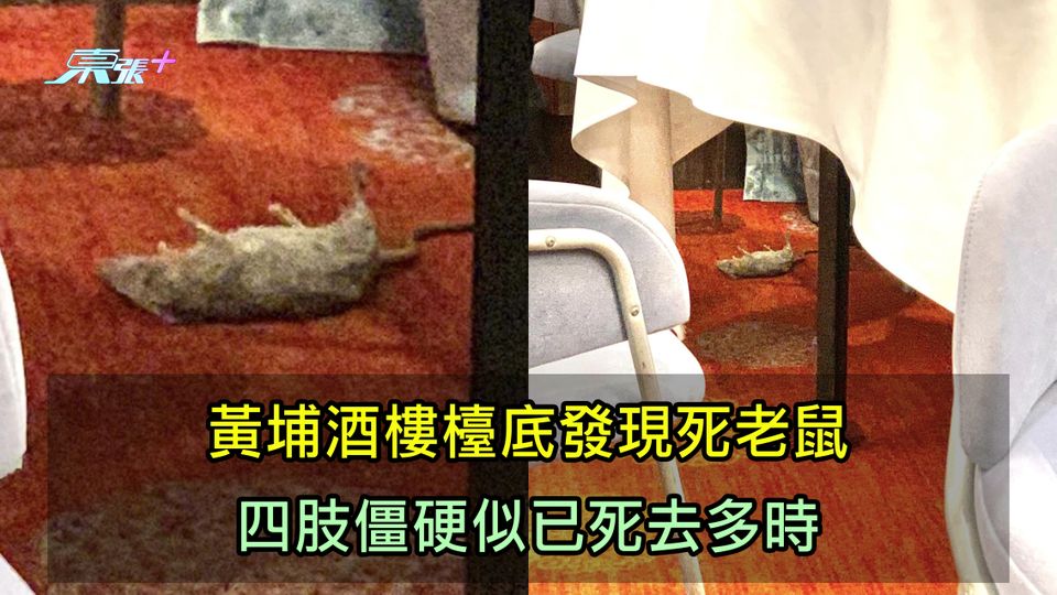 黃埔酒樓檯底發現死老鼠 四肢僵硬似已死去多時