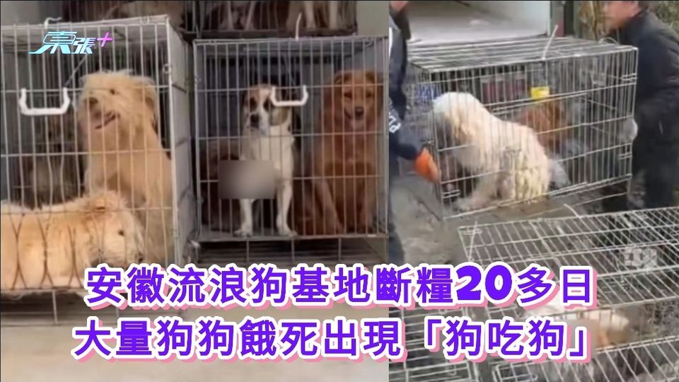 安徽流浪狗基地斷糧20多日 大量狗狗餓死出現「狗吃狗」