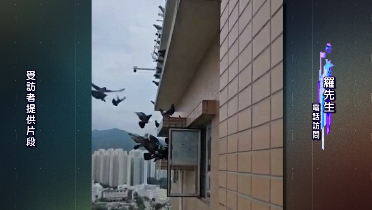 羅先生指，涉事住戶疑拆走冷氣機，開放冷氣機枱位置方便餵飼白鴿。