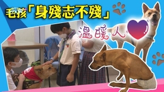 【星期日檔案】殘疾動物化身人生導師 失明貓也可助人走出黑暗