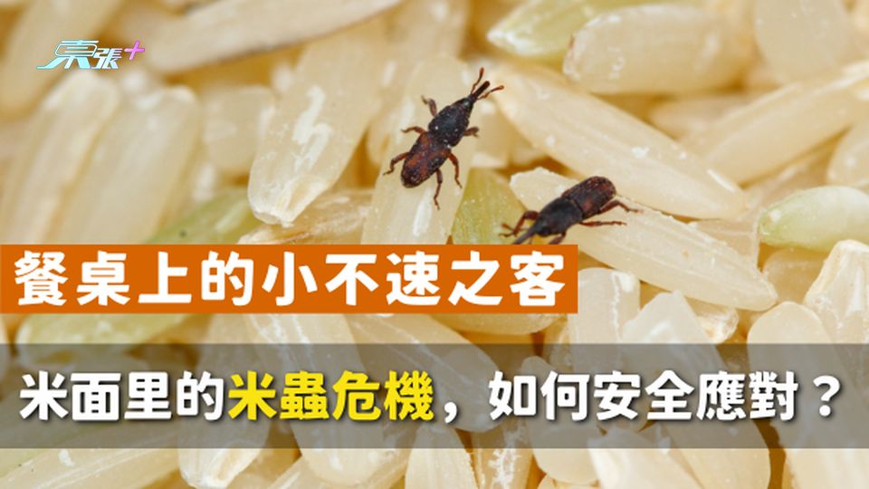 ⚠️ 餐桌上的小不速之客｜米面里的米蟲危機，如何安全應對？