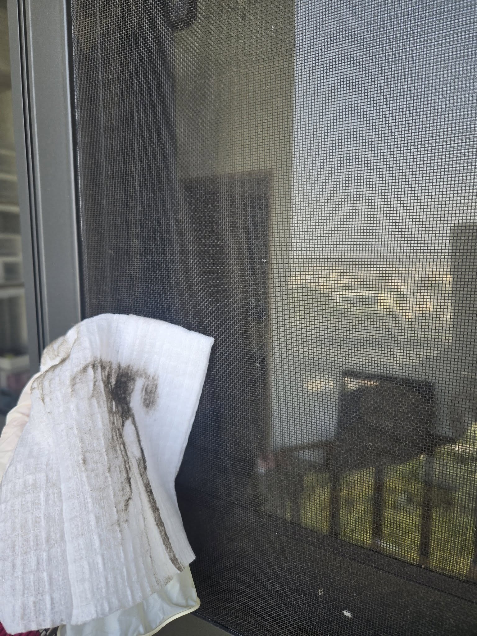 May be an image of tick