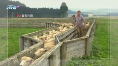 新西蘭羊與人比例跌至170年來新低 畜牧用地改為農地致羊數目下降