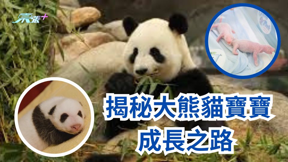 港產大熊貓BB｜揭秘大熊貓寶寶成長之路 約1至2周四肢漸變黑