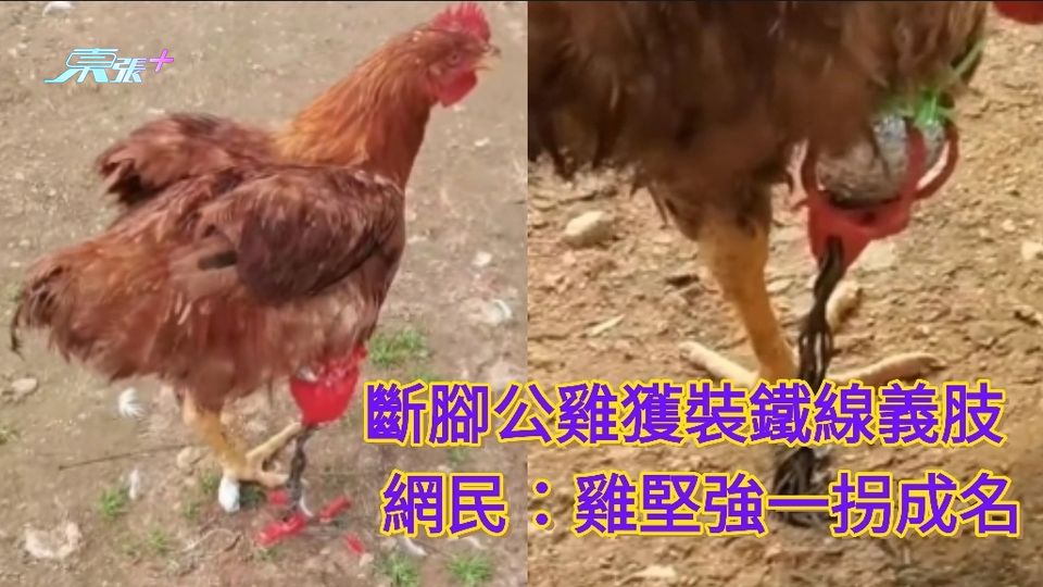 西安女子用鐵絲為斷腳公雞做義肢  網民: 雞堅強一拐成名