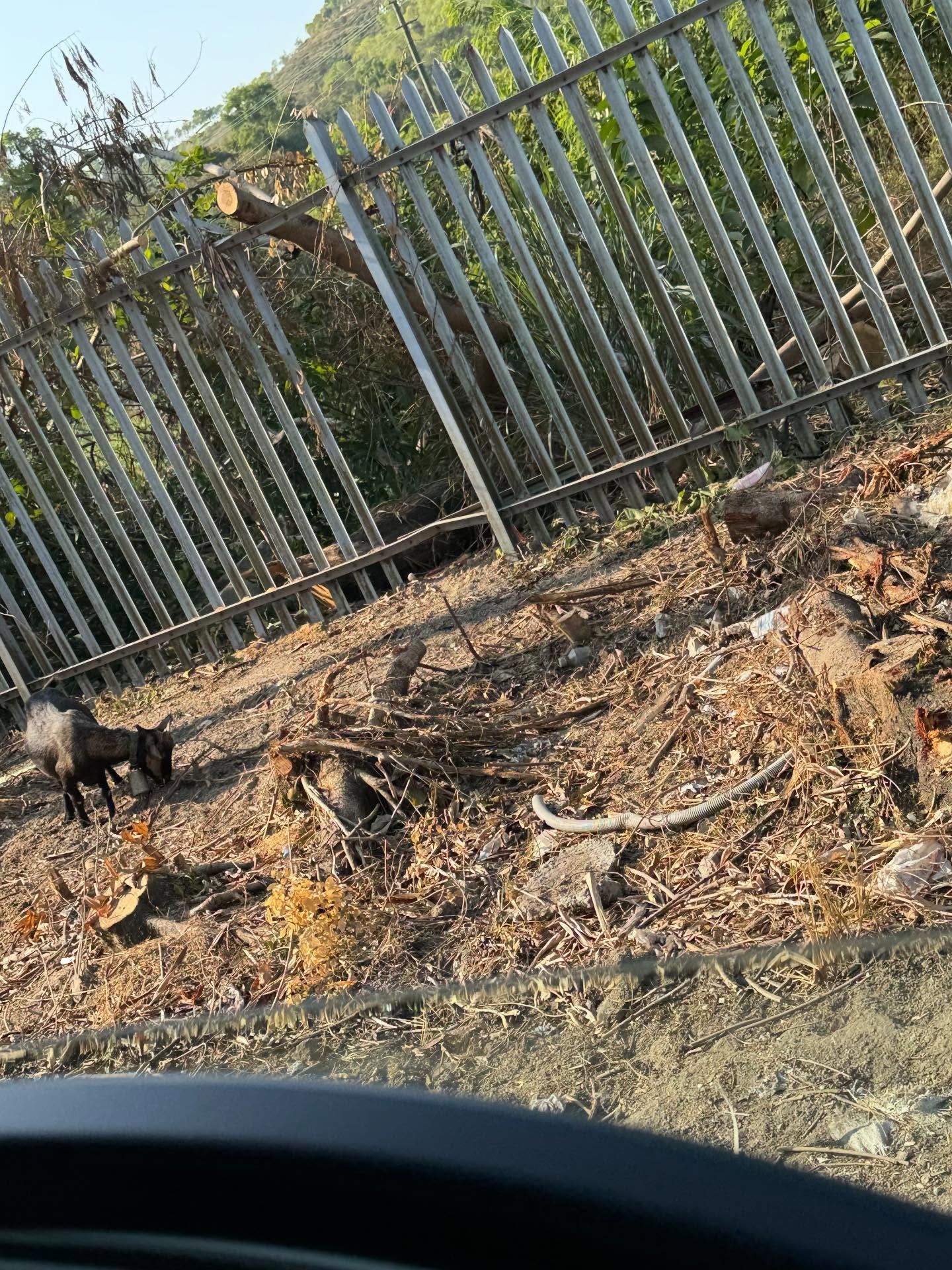 香港有「羊咩咩」出沒！