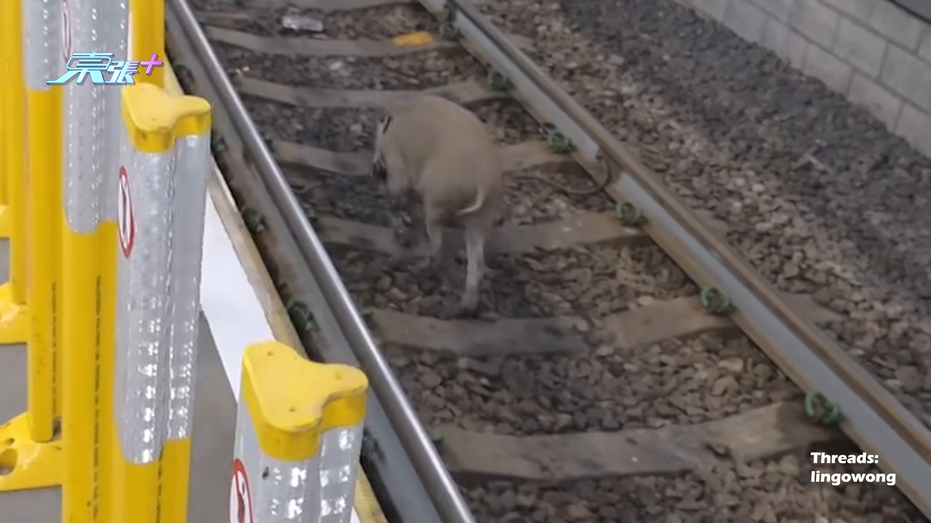 元朗野豬誤闖輕鐵路軌　警察提醒乘客小心　網民憂野豬被捕殺
