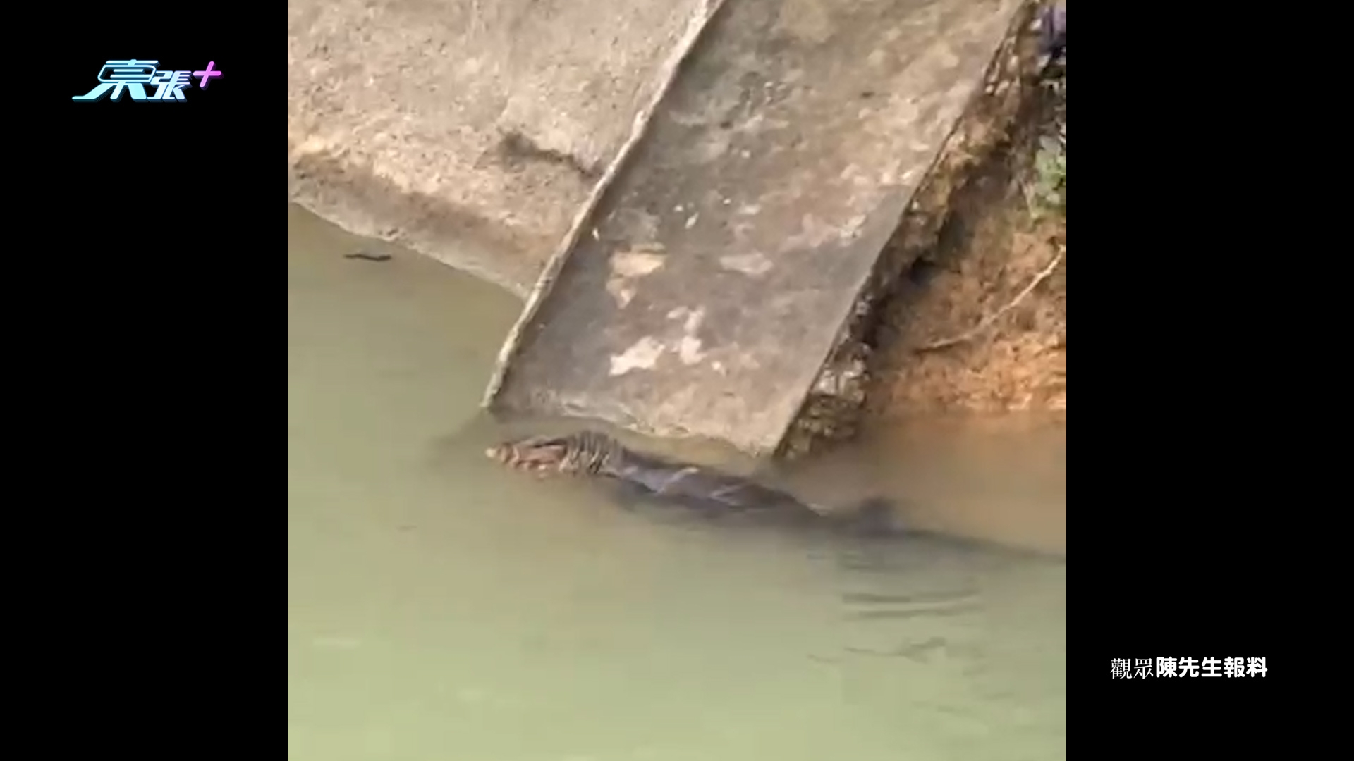 東張西望報料｜九龍水塘驚見「鱷魚」出沒　觀眾報料疑似鱷魚水塘暢泳