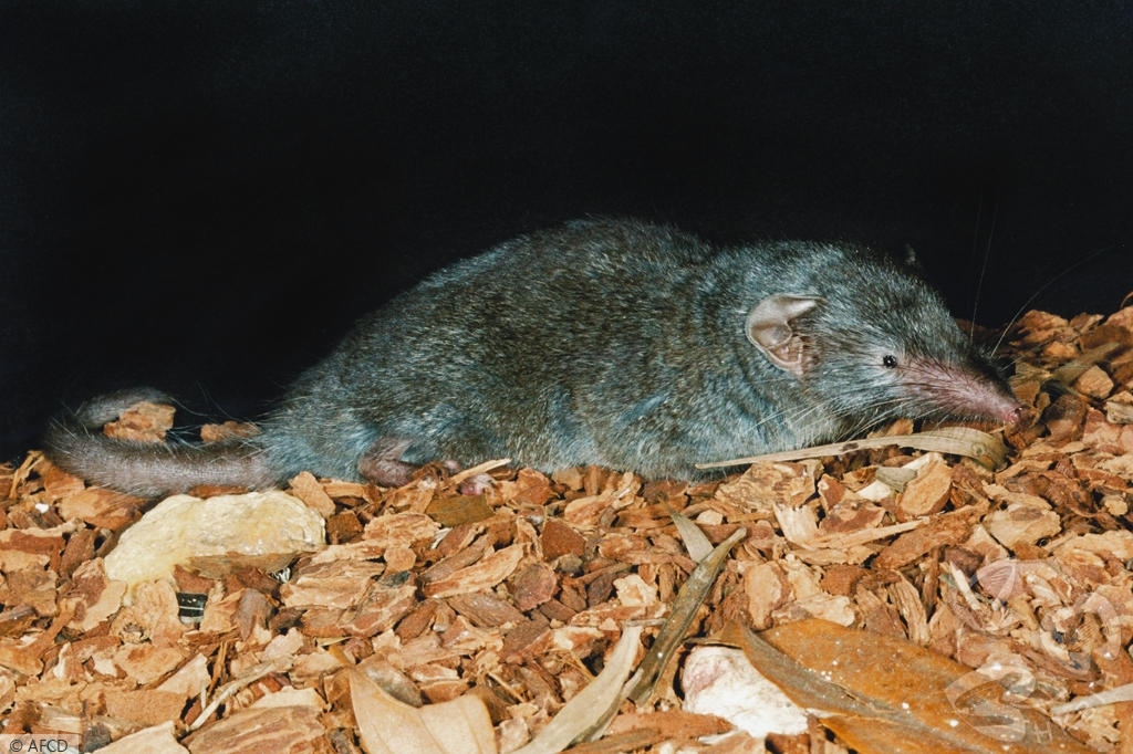 漁護署資料指出，臭鼩屬鼩鼱科。(漁護署)