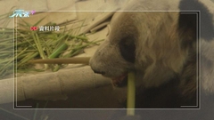 旅美大熊貓丫丫結束上海隔離轉抵北京 何時面向公眾視乎體檢結果