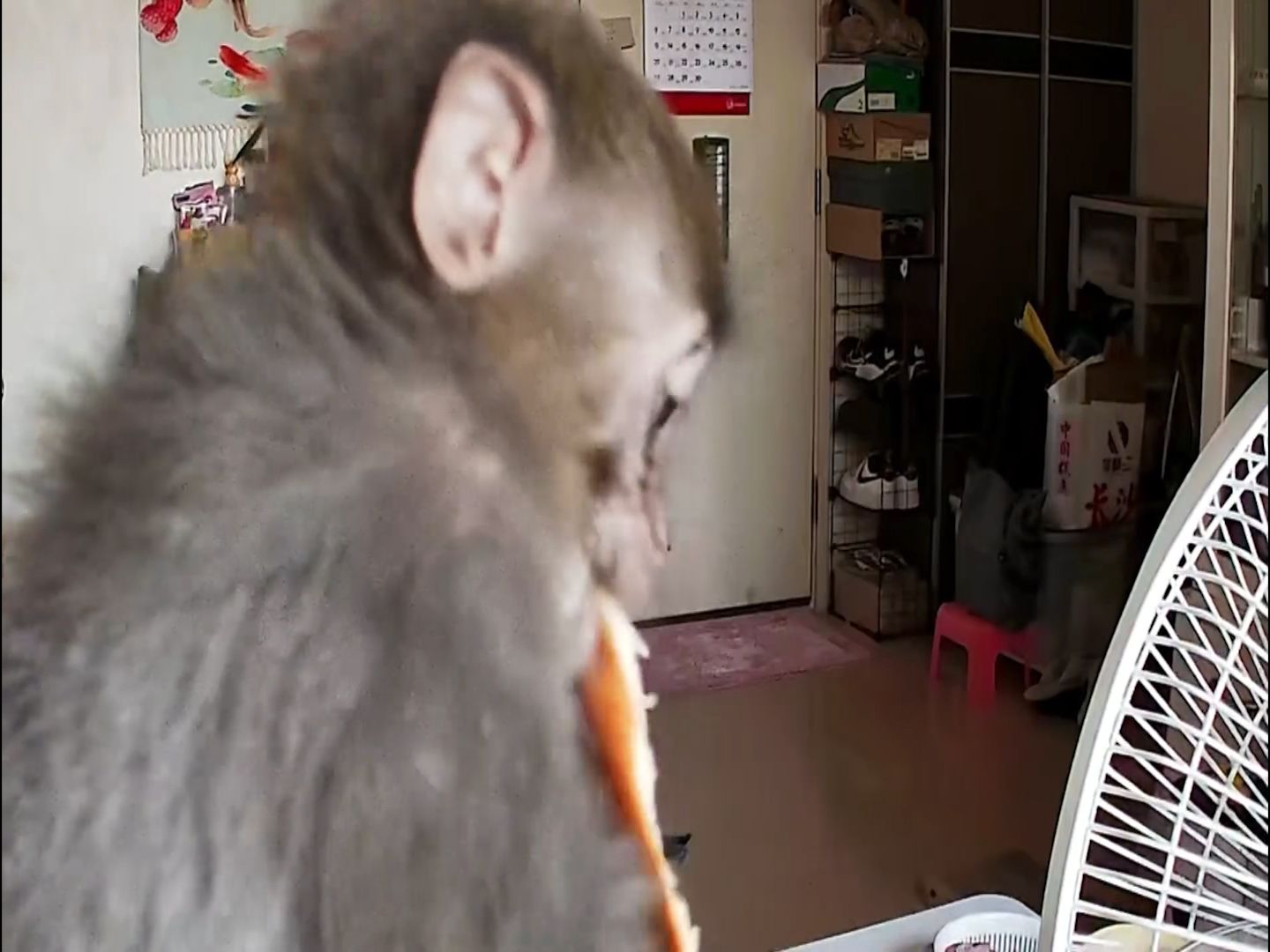 有片｜港女生屋企被猴子闖入