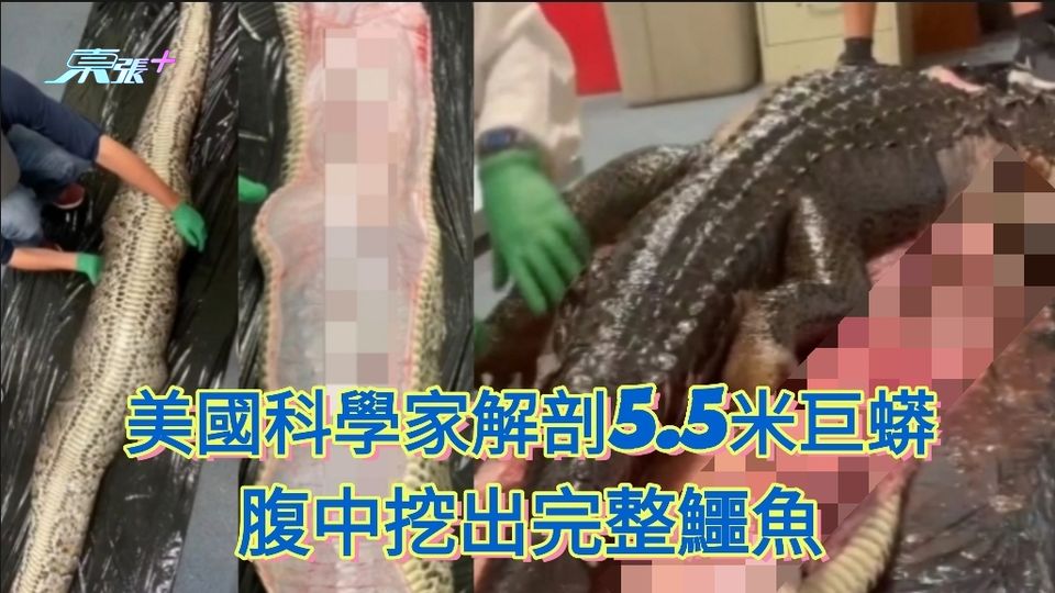 美國科學家解剖5米巨蟒 腹中挖出完整鱷魚　影片獲千萬次點擊