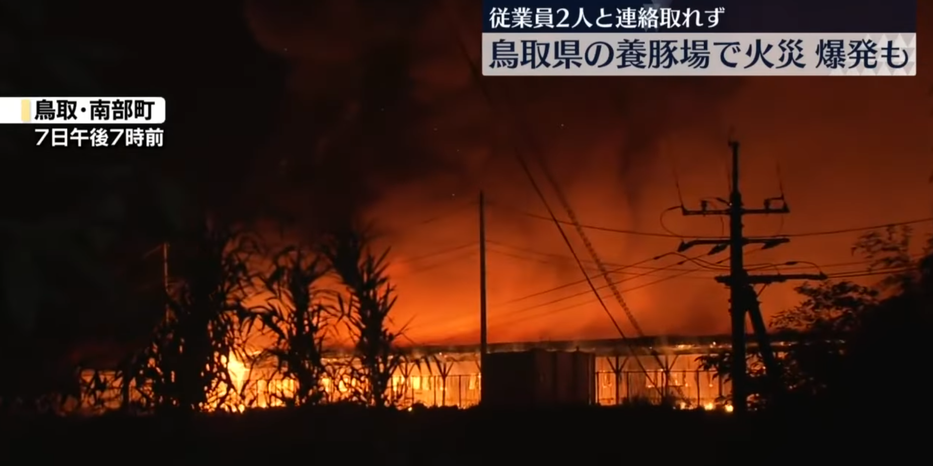 日本鳥取縣養豬場大火釀悲劇　逾3000隻豬葬身火海　網民：燒肉放題（圖：NNN Youtube）