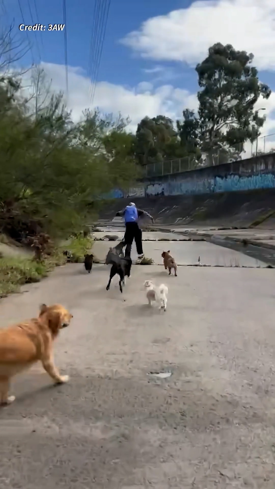 有犬隻咬向涉事男子。（網上影片截圖）