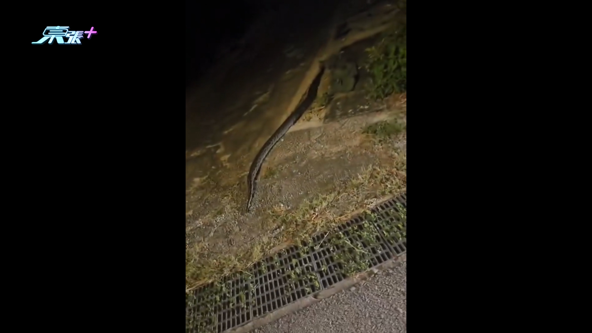 元朗錦田驚現蛇蹤　大蛇出沒搵食嚇親人　街坊笑稱：應算作野生動物園