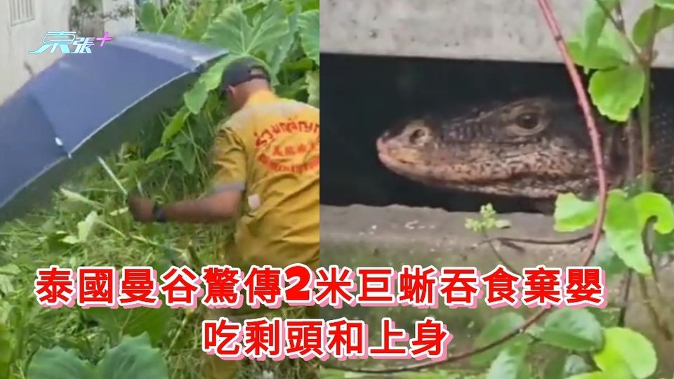 泰國曼谷驚傳2米巨蜥吞食棄嬰  吃剩頭和上身 