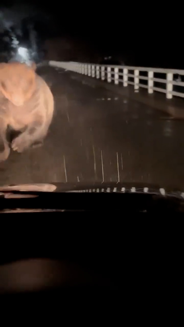 工作人員駕車時遇上野熊，野熊往車輛直衝，再撲向車頭，出現明顯的碰撞聲，野熊同時亦發出吼聲。（桑田牧場影片截圖）