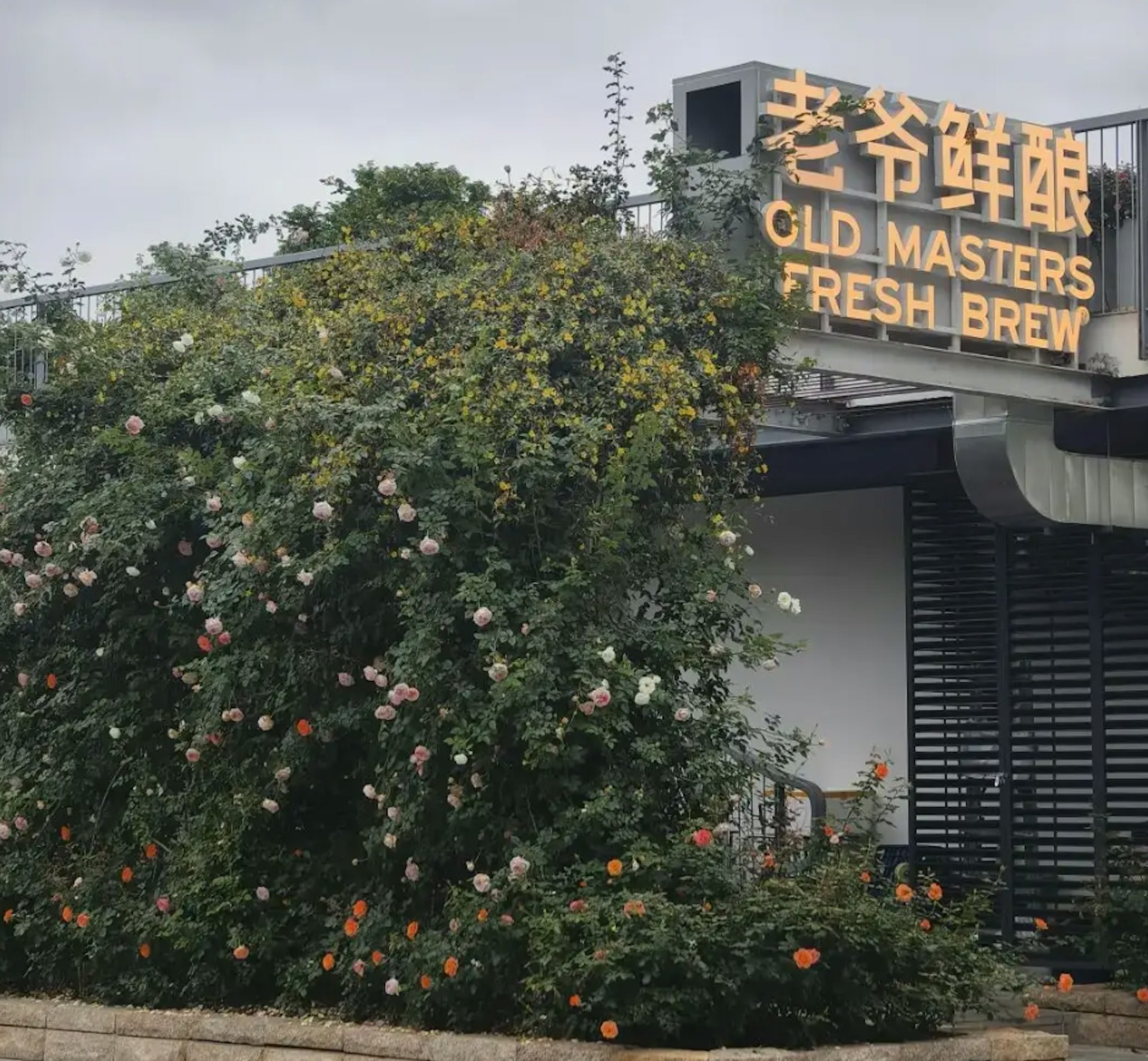 「常綠鈎吻藤」與月季交織，佈滿整面花牆。（深圳大件事）