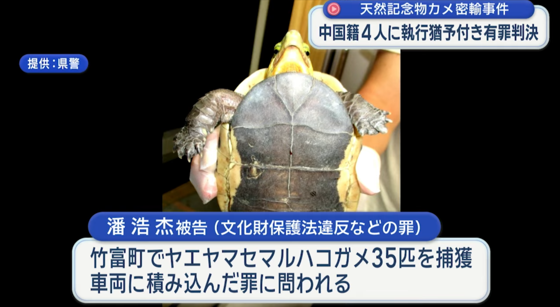 中國4男女涉沖繩偷走百隻保育龜　更企圖走私來港