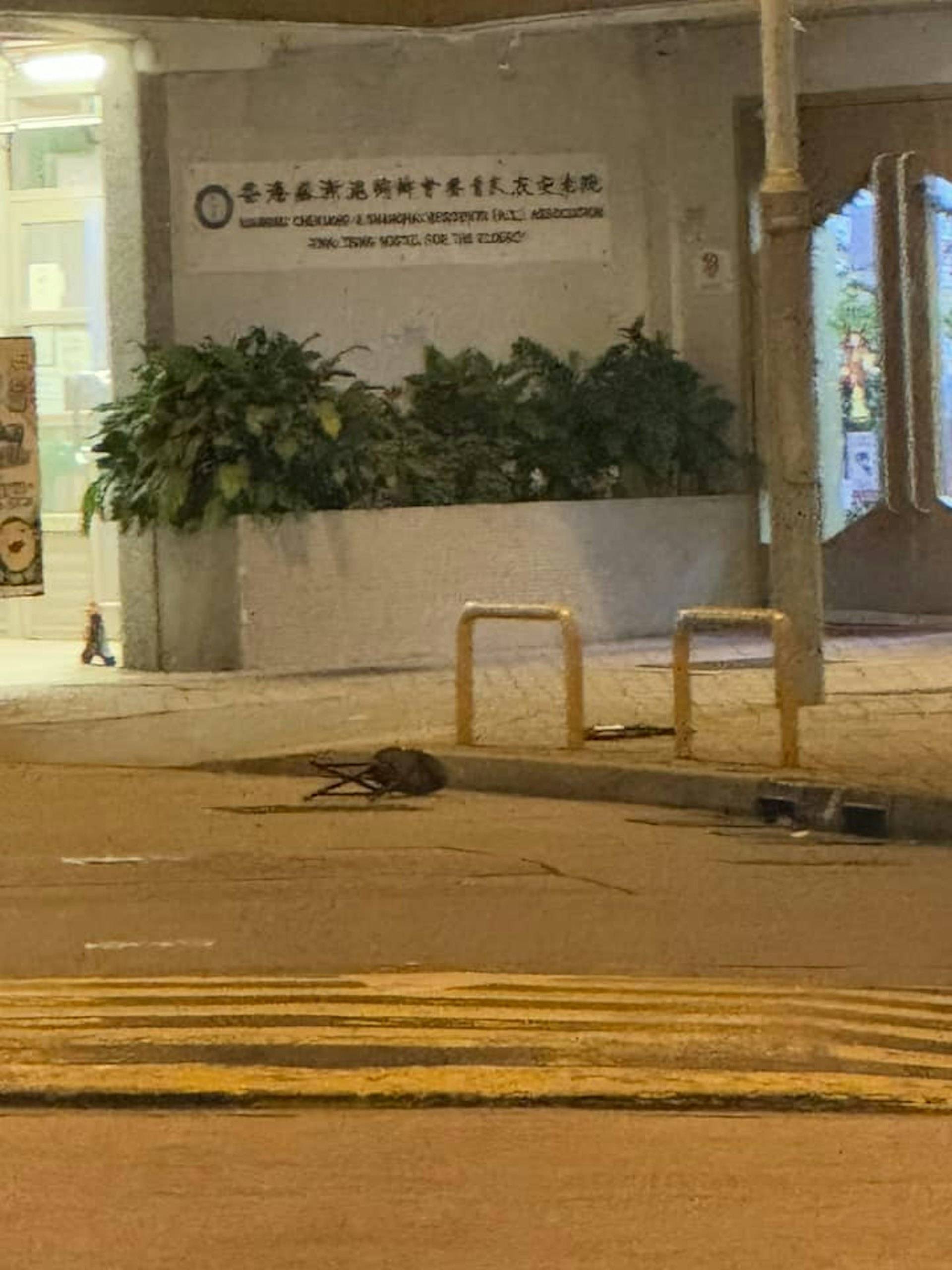 大窩口邨女子高空擲物「掟摺凳車仔落街」。(FB@荃灣 大窩口邨 葵涌邨)