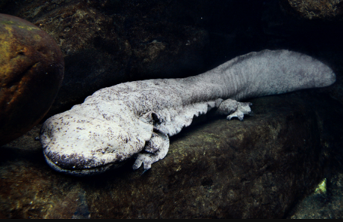 （海洋公園圖片）