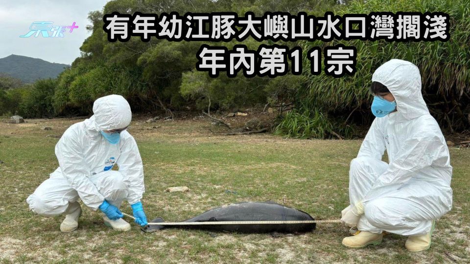  有年幼江豚大嶼山水口灣擱淺 年內第11宗