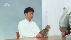 妻夫木聰與小貓拍廣告 日本型男秒變純真貓奴