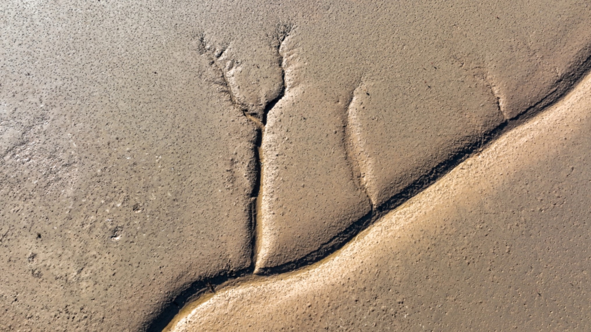 「大地之樹」由潮汐之力形成。網上圖片