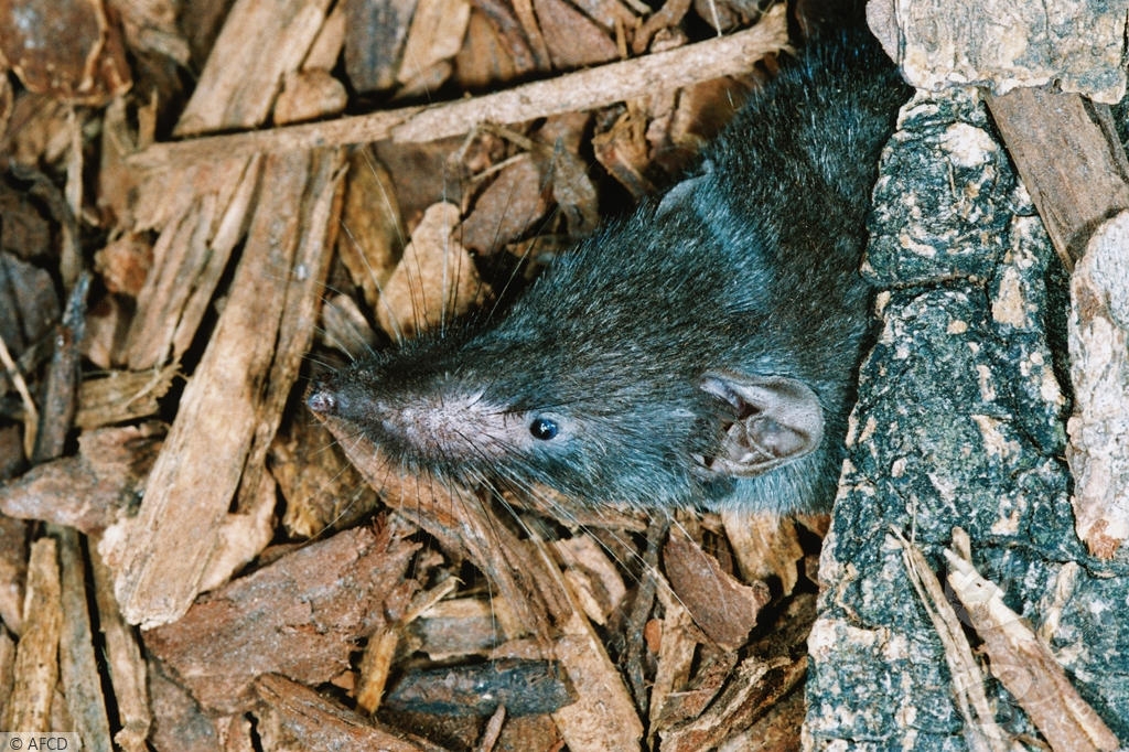 漁護署資料指出，臭鼩屬鼩鼱科。(漁護署)